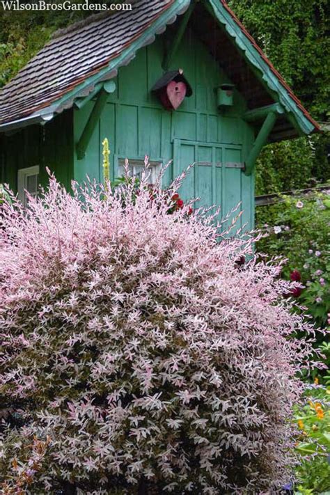 dappled flamingo willow|flamingo dappled willow care.